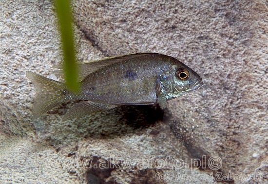 Copadichromis Azureus Konings 1990